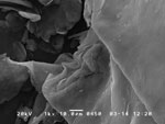 ConductiveGraphene microchipSEM